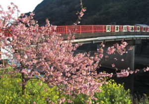 昨年２月に見た河津桜