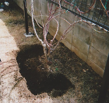 バラの根のまわりの土を掘り返して寒肥をいれます。