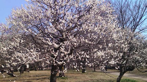 八分咲きくらいの木もありました！