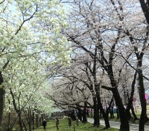 白い桜と白蓮の小路
